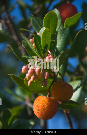 Früchte und Blumen von der Erdbeerbaum (Arbutus Madrid) Stockfoto
