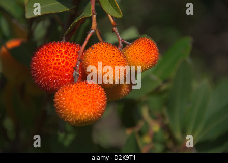 Früchte der Erdbeerbaum (Arbutus Madrid) Stockfoto