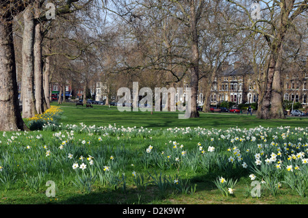 Gans grün East Dulwich London im Frühjahr Stockfoto