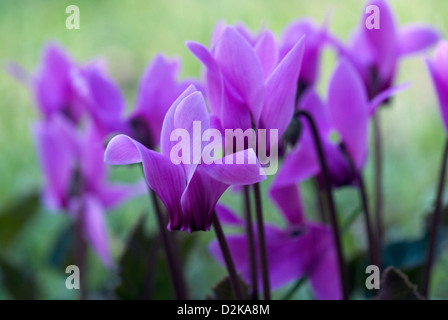 Cyclamen hederifolium Stockfoto