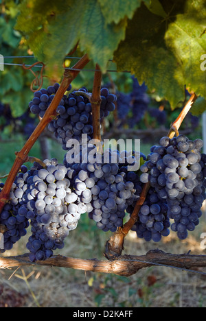 Reifen Trauben am Rebstock Stockfoto