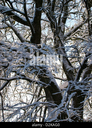 Großbaum schneebedeckt, Exmoor, Großbritannien Stockfoto