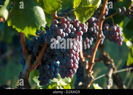 Reifen Trauben am Rebstock Stockfoto