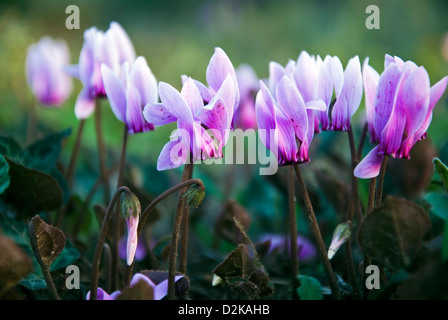 Cyclamen hederifolium Stockfoto