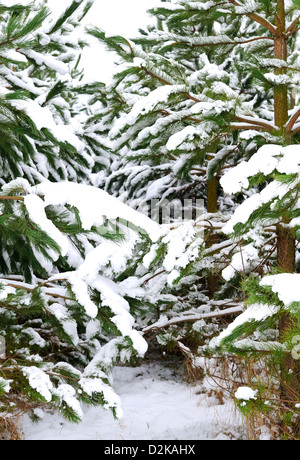 Koniferen oder Kiefern mit ihren Blättern oder Nadeln bedeckt mit einer Schicht aus Schnee. Stockfoto