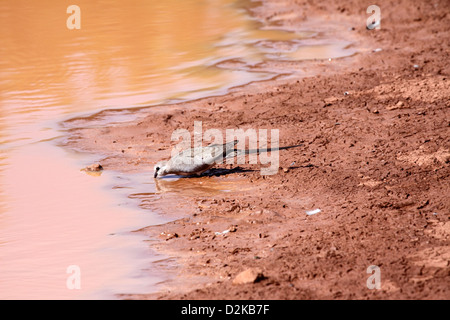 Namaqua Taube in Gambia Stockfoto