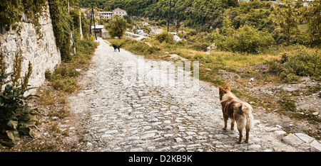 zwei Mischling Hunde bleiben Sie auf der alten Straße Stockfoto