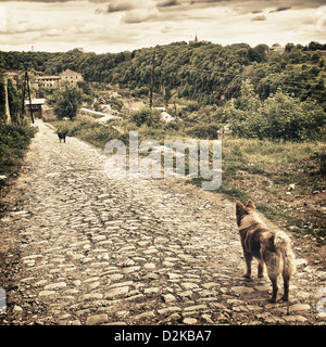 zwei Mischling Hunde bleiben Sie auf der alten Straße Stockfoto