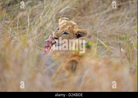 Lion Cub auf einen Kill in der Masai Mara, Kenia, Afrika Stockfoto