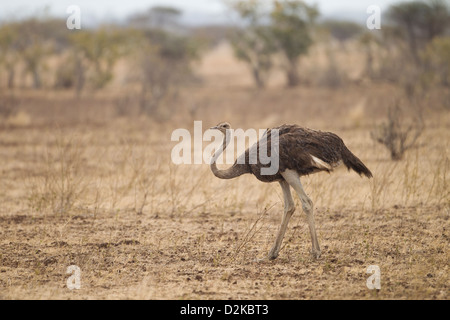 Gemeinsamen Strauß (Struthio Camelus) in den Busch im Krüger Nationalpark in Südafrika Stockfoto