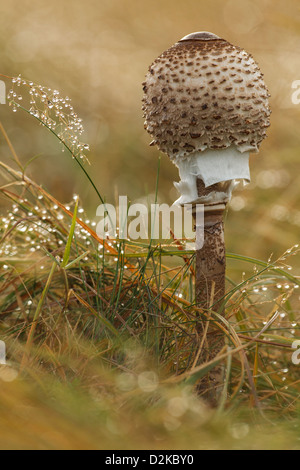 Pilz Parasol (Macrolepiota Procera) Stockfoto