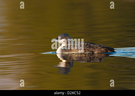 Pacific Loon Gavia Pacifica Tucson, Pima County, Arizona, Vereinigte Staaten von Amerika 21 Januar winter zuerst Gefieder. Gaviidae Stockfoto