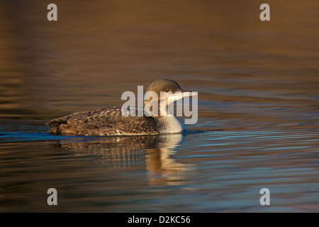 Pacific Loon Gavia Pacifica Tucson, Pima County, Arizona, Vereinigte Staaten von Amerika 21 Januar winter zuerst Gefieder. Gaviidae Stockfoto