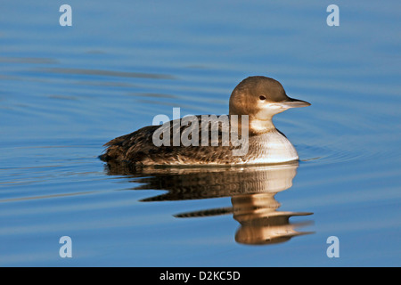 Pacific Loon Gavia Pacifica Tucson, Pima County, Arizona, Vereinigte Staaten von Amerika 21 Januar winter zuerst Gefieder. Gaviidae Stockfoto