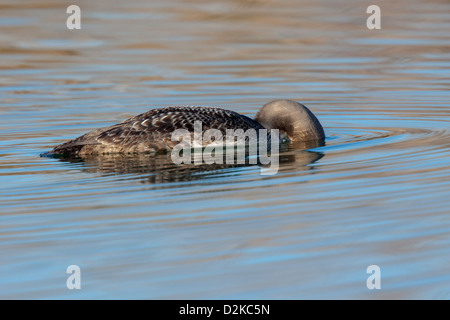 Pacific Loon Gavia Pacifica Tucson, Pima County, Arizona, Vereinigte Staaten von Amerika 21 Januar winter zuerst Gefieder Stockfoto