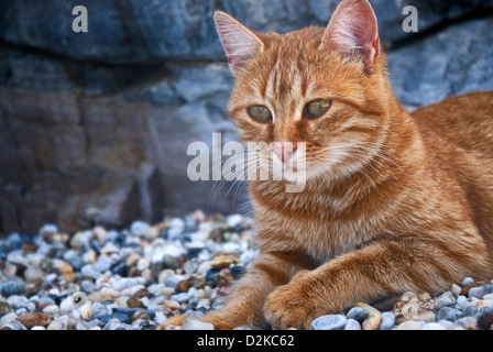 Ingwer-Katze liegend am Kiesstrand Stockfoto