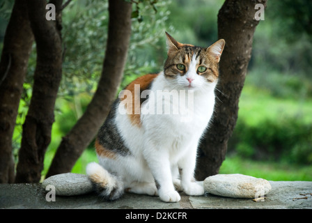 Calico Katze auf Gartenmauer Stockfoto