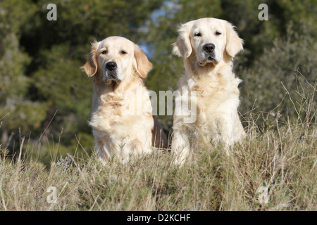 Hund Golden Retriever zwei Erwachsene sitzen auf einer Wiese Stockfoto