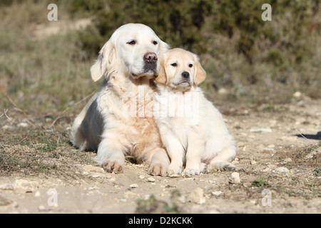 Hund Golden Retriever Erwachsene und Welpen auf den Boden Stockfoto