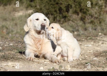 Erwachsener Hund Golden Retriever und knuddelige Welpen Stockfoto