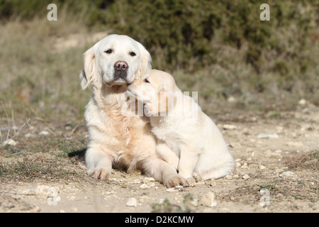 Erwachsener Hund Golden Retriever und knuddelige Welpen Stockfoto