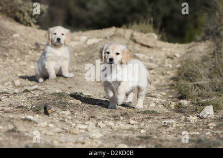 Hund Golden Retriever zwei Welpen auf den Boden Stockfoto
