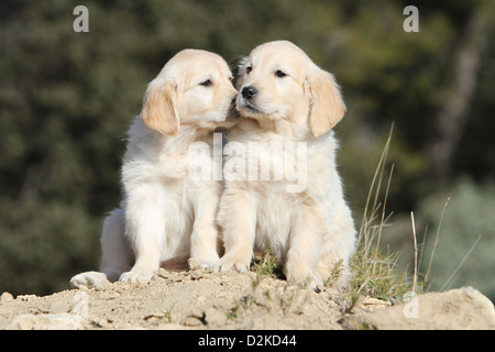 Hund Golden Retriever zwei Welpen sitzen auf dem Boden Stockfoto