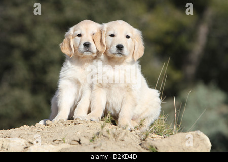 Hund Golden Retriever zwei Welpen sitzen auf dem Boden Stockfoto
