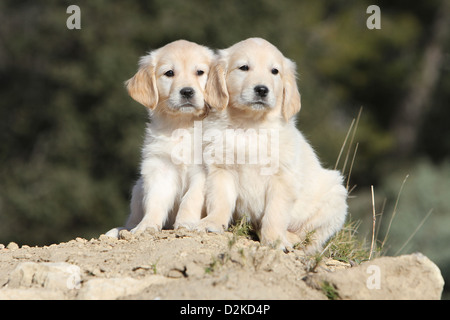 Hund Golden Retriever zwei Welpen sitzen auf dem Boden Stockfoto