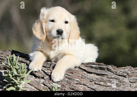 Hund Golden Retriever Welpe, liegend auf einem Holz Stockfoto