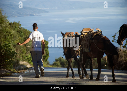 Junger Mann führenden Maultiere und Pferde auf der anderen Straßenseite (Griechenland) Stockfoto