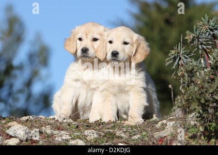Hund Golden Retriever zwei Welpen sitzen auf dem Boden Stockfoto