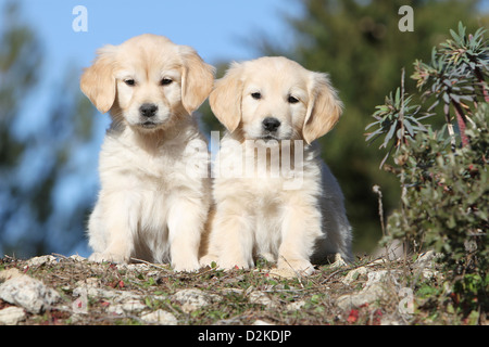 Hund Golden Retriever zwei Welpen sitzen auf dem Boden Stockfoto