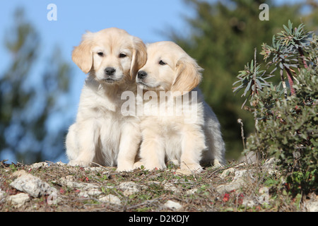 Hund Golden Retriever zwei Welpen sitzen auf dem Boden kuschelig Stockfoto