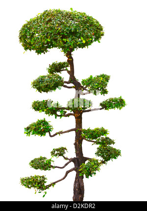 Dekorative Outdoor-Bonsai-Baum isoliert auf weißem Hintergrund Stockfoto