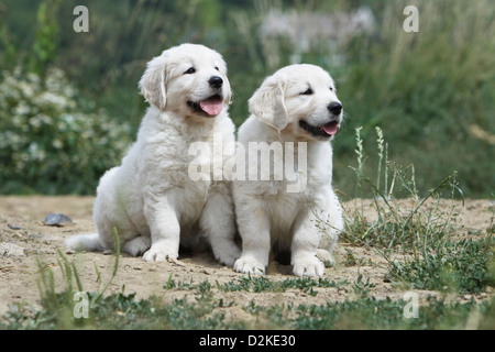 Hund Golden Retriever zwei Welpen sitzen auf dem Boden Stockfoto