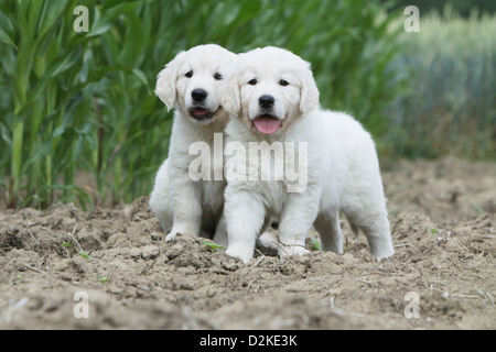 Hund Golden Retriever zwei Welpen in einem Feld Stockfoto