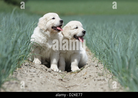 Hund Golden Retriever zwei Welpen sitzen in einem Feld Stockfoto