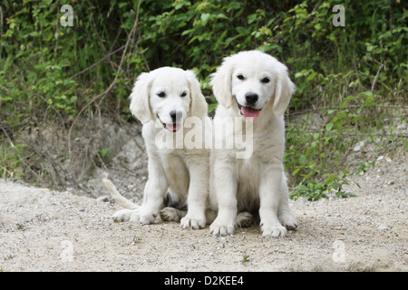 Hund Golden Retriever zwei Welpen sitzen auf dem Boden Stockfoto
