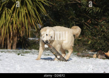 Hund Golden Retriever Welpen im Schnee zu Fuß mit einem Stock im Maul Stockfoto