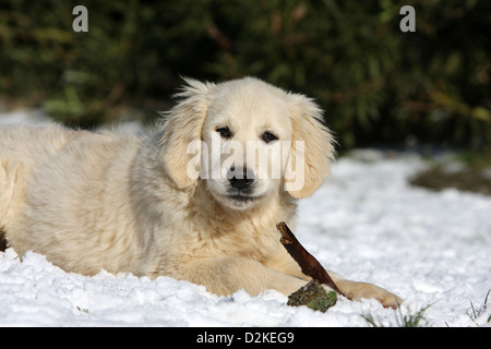 Hund Golden Retriever Welpe im Schnee mit einem Stock Stockfoto