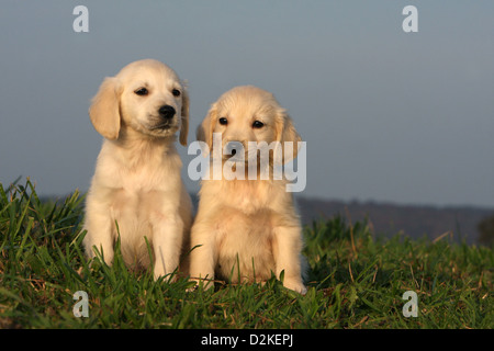 Hund Golden Retriever zwei Welpen sitzen auf einer Wiese Stockfoto