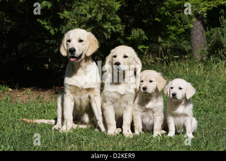 Hund Golden Retriever-Familie verschiedener Generationen (Youngs und Welpen) durch Größe Stockfoto