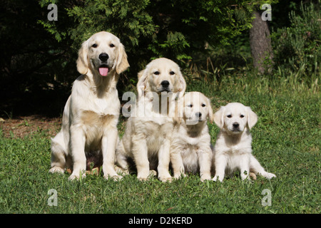 Hund Golden Retriever-Familie verschiedener Generationen (Youngs und Welpen) durch Größe Stockfoto