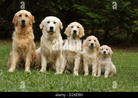 Hund Golden Retriever-Familie verschiedener Generationen (Erwachsene, Jugendliche, Welpen) durch Größe Stockfoto