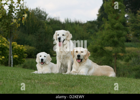 Hund Golden Retriever drei Erwachsene und ein Welpe in einem park Stockfoto