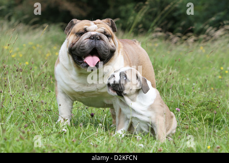 Englische Bulldogge Erwachsenen Hund und Welpen in einer Wiese Stockfoto