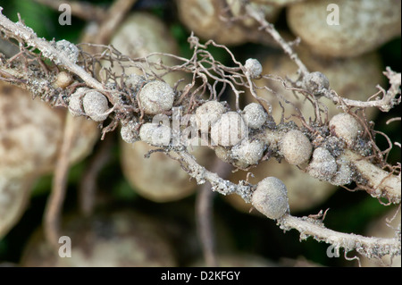 Stickstoff-Fixierung Knötchen von Erdnuss Pflanze "Arachis Hypogaea" Stockfoto