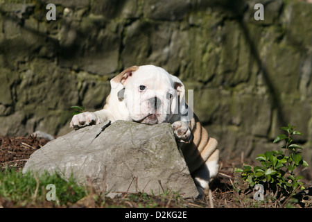 Hund englische Bulldogge Welpen auf einem Felsen liegend Stockfoto