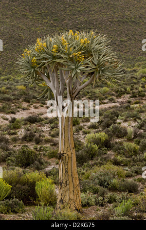 Köcher (Aloe Dichotoma) Baum in Blüte, Namaqualand, Südafrika Stockfoto